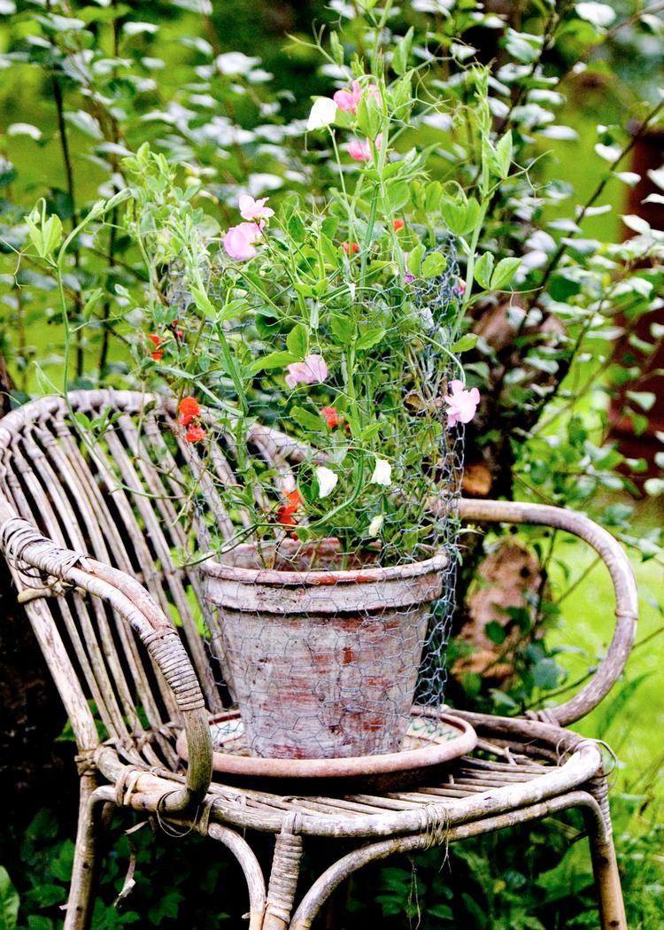 Wiltshire Ripple. Rosebud Shades. Elegant Ladies. Alene navnene er fulde af søde løfter om evig sommer og gammeldags Miss Marple-agtig landsbylykke. 