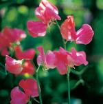 Creme og pink. Lathyrus odoratus ’Melody Rose’, 25 kr. (Thompson &amp; Morgan/New Garden. 