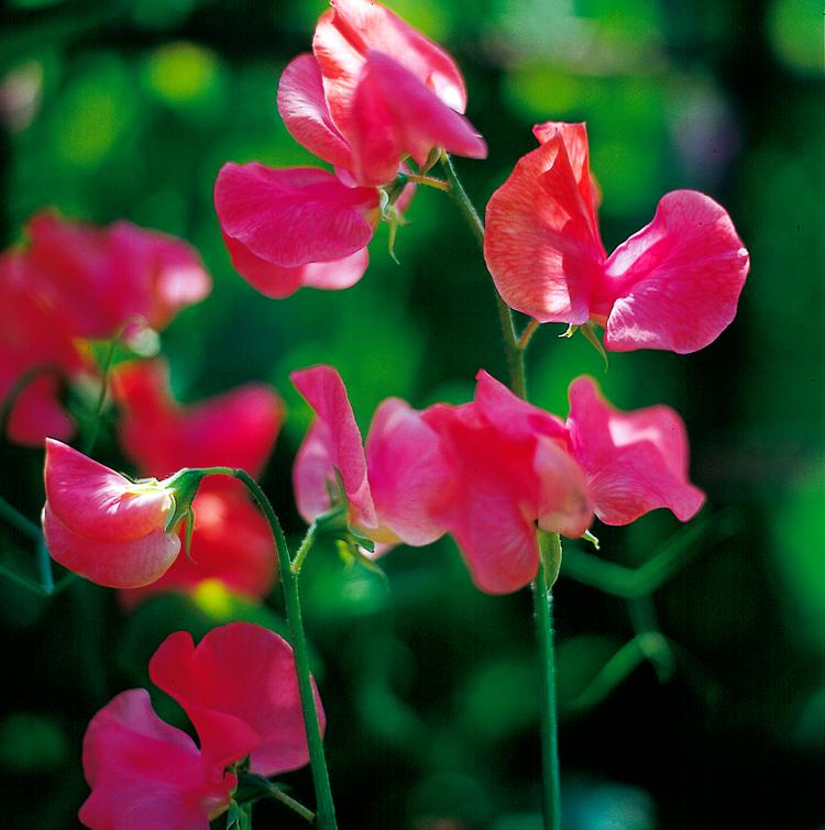 Creme og pink. Lathyrus odoratus ’Melody Rose’, 25 kr. (Thompson &amp; Morgan/New Garden. 