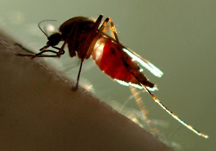 Malaria overføres til mennesker via stik fra inficerede malariamyg. 
