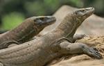 Forskere anslår, at der er omkring 4.000 komodovaraner tilbage i verden. 