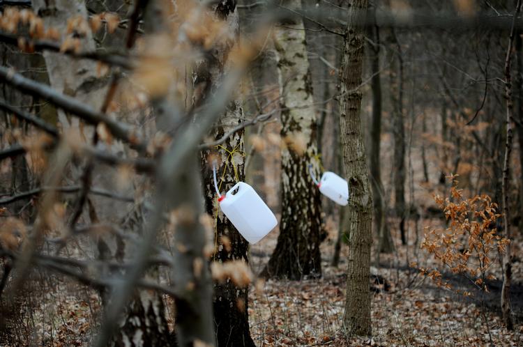 Litervis. Det tager et døgns tid for Tage Rønne at tappe en dunkfuld saft fra et birketræ. Træer med store kroner afgiver mere saft end træer med små  helt op til 25 liter kan de bløde i løbet af et døgn. 