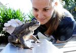 Agatudse vejes inden aflivningen under Queenslands Tudsejagtdag. 