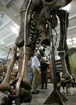 Nogle dinosaurer var så høje, at det ville have krævet et hjerte på over to ton at pumpe blodet helt op i hovedet. (Arkivfoto) 