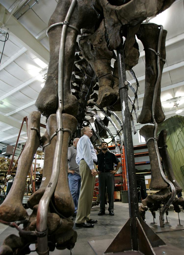 Nogle dinosaurer var så høje, at det ville have krævet et hjerte på over to ton at pumpe blodet helt op i hovedet. (Arkivfoto) 