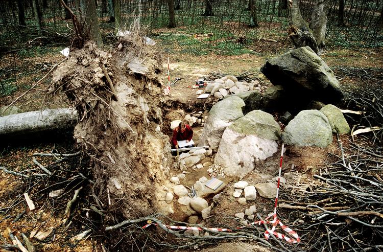 limaets indflydelse på kulturarven kom ifølge Kulturarvsstyrelsen bl.a. til udtryk, da stendyssen Pipstorn på Sydfyn i 1999 måtte graves op som følge af decemberstormen. Arkivfoto: Torben Dehn, Kulturarvsstyrelsen 