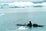 20 percent of Greenland's population depends on hunting seal. 