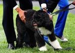 Obama-familiens hund blev luftet første gang i offentligheden 14. april og fik mange til at falde i svime. 