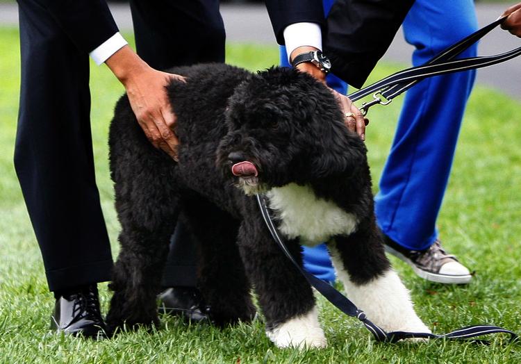 Obama-familiens hund blev luftet første gang i offentligheden 14. april og fik mange til at falde i svime. 