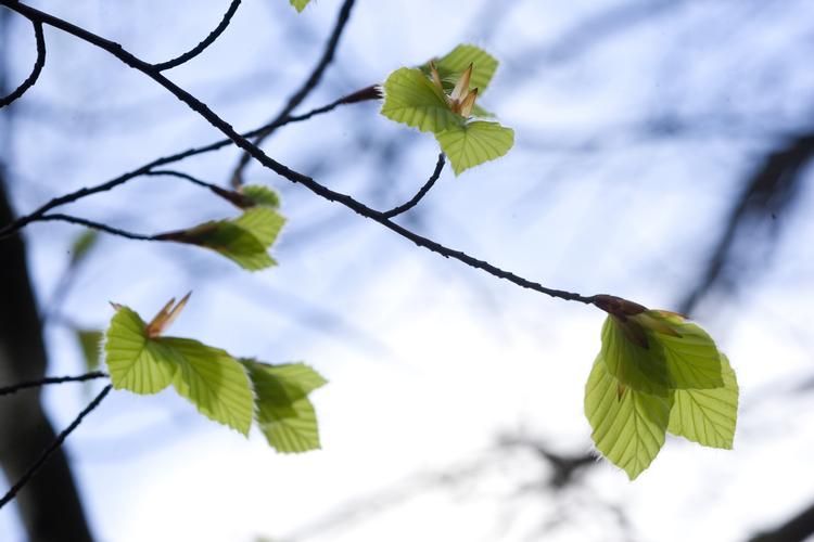 I år sprang den første bøg ud 7. april. Arkivfoto. 