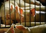 Svinekød er hovedmistænkt i Fødevarestyrelsens søgen efter kilden til den landsdækkende salmonellaepidemi. 