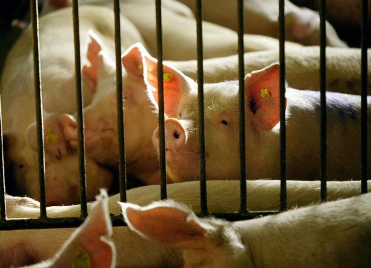 Svinekød er hovedmistænkt i Fødevarestyrelsens søgen efter kilden til den landsdækkende salmonellaepidemi. 
