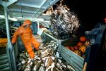 EU's fiskere har været så effektive, at langt de fleste arter er fisket helt i bund. Arkivfoto. 