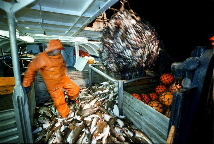 EU's fiskere har været så effektive, at langt de fleste arter er fisket helt i bund. Arkivfoto. 
