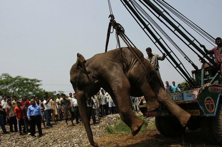 Lokale ser til, mens en såret babyelefant bliver transporteret væk. Den er bragt til en lokal zoologisk have, hvor den vil blive behandlet. 