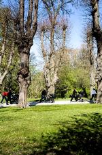 Tempoet er ganske højt, når PushyMums-holdet powerwalker gennem Søndermarken på Frederiksberg. 