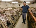 Canadiske svinefarmere har lagt pres på regeringen for at få ændret navnet på svineinfluenzaen, fordi den ikke kan spredes ved at spise svinekød. Arkivfoto. 