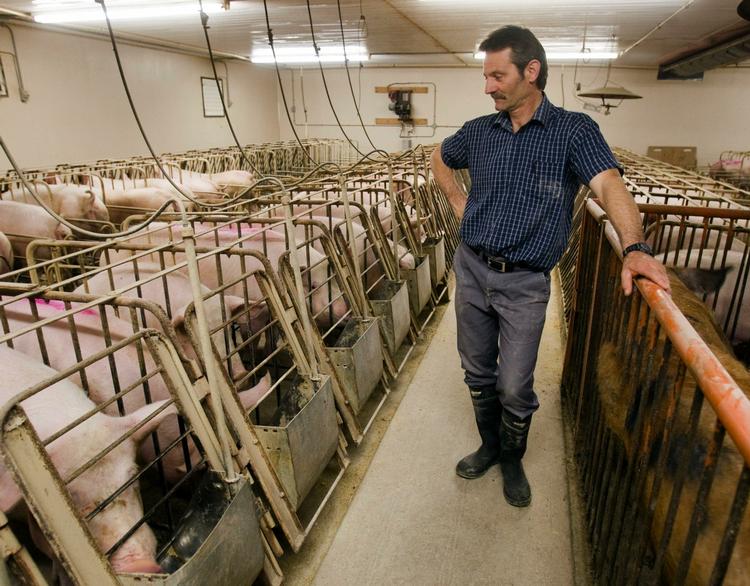 Canadiske svinefarmere har lagt pres på regeringen for at få ændret navnet på svineinfluenzaen, fordi den ikke kan spredes ved at spise svinekød. Arkivfoto. 
