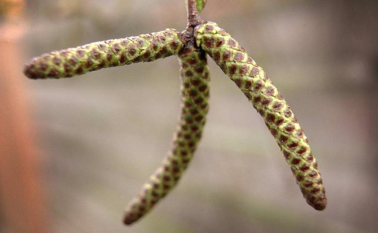 Birkepollen fra træernes rakler gør foråret surt for pollenallergikere. 