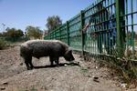 Det har ikke været muligt at finde et billede af Afghanistans eneste gris. Fotoet viser derfor en gris i Bagdad Zoo i Irak. 