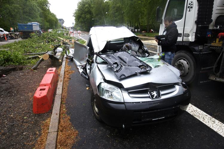 Svamp i rodnettet kan være skyld i, at et træ væltede i Fælledparken og dræbte bilist. 