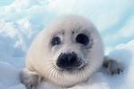 ANIM101 Baby harp seal