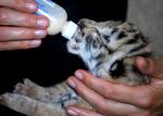 En tigerunge - dog ikke fra Næstved Zoo - får mad. 