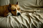 An Amstaff - one of the dog breeds under consideration. Archive photo. 