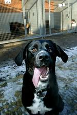 Denne her hund er heldig at have hele sin snude.  Arkivfoto 