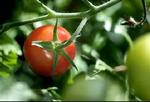 Der er ikke noget galt med tomaten, men knoldserlleri og løg er altså heller ikke at foragte, siger eksperterne. - Foto: Thomas Borberg 