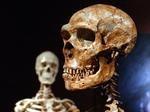 Neandertal-fortidsmennesket (th) har unægtelig visse lighedstegn med vor egen art, homo sapiens. 
