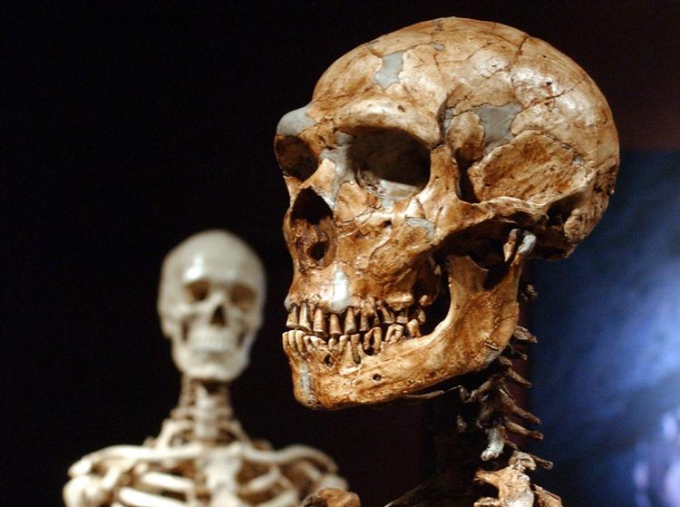 Neandertal-fortidsmennesket (th) har unægtelig visse lighedstegn med vor egen art, homo sapiens. 