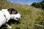 Uanset om du køber en racehund eller en blandingshund, skal du sørge for at få lavet en skriftlig købsaftale, der sort på hvidt beskriver de aftaler, som du laver med sælgeren, lyder rådet fra Forbrugerstyrelsen. Arkivfoto: Jonathan Bjerg Møller. 