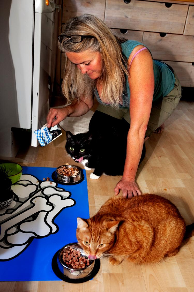 Hunkatten Nugga er den klogeste. Når den står på vådfoder, er Nugga lynhurtig til at nappe den lækre  gelé fra sin bror Mangos skål, før hun spiser af sin egen skål, fortæller Nina Badino i køkkenet på Østerbro i København. Foto: Jacob Ehrbahn 