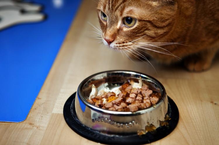 Kattens almene sundhedstilstand afgør hvor store summer foderet behøver koste. 