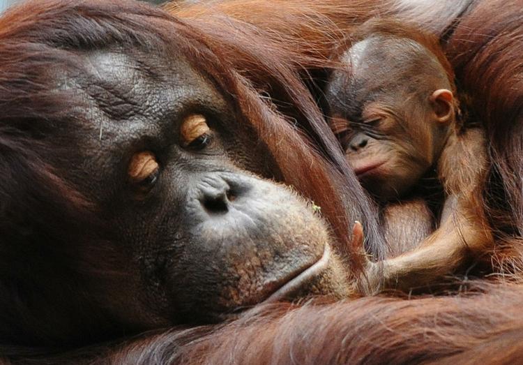 En nyfødt orangutang hviler ud hos sin mor i en amerikansk zoologisk have. Arkivfoto 