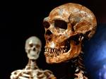 Rekonstrueret neanderthal-kranium med et Homo sapiens-skelet i baggrunden. Arkivfoto. 