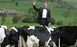Cows listen to opera