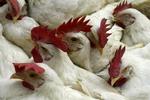 Tusindvis forgiftet af salmonella