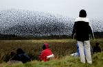 Tøndermarsken er kendt for de mange stære, der om efteråret trækker sydpå. Arkivfoto. 