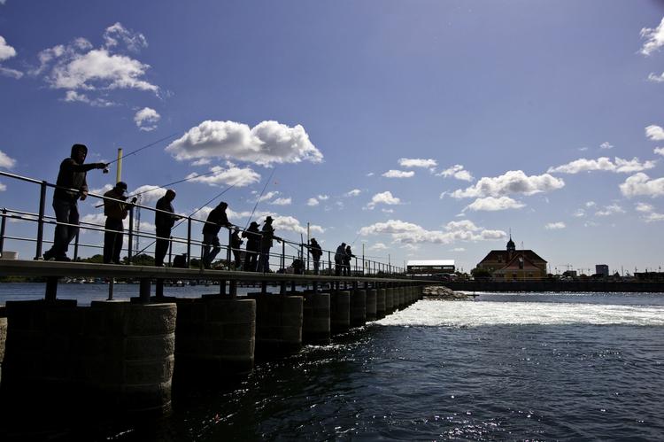 Slusen i Københavns Havn er et yndet fiskested, der hver dag trækker mange ud med stang og snøre. 