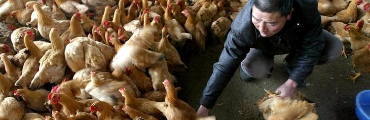 I Danmark importerer vi stadig flere fødevarer fra tredjeverdenslande med høj økonomisk vækst, hvor produktionen af bl.a. svin og kyllinger bliver stadig mere intensiv og med stadig større forbrug af antibiotika, som her i Kina. Foto: Greg Baker 