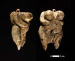 Forskere anslår, at venusfiguren her er op mod 35.000 år gammel. Dermed kan figuren, der er skåret i mammutelfenben, være den ældste skulptur i verden.Foto: Universität Tübingen 