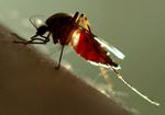 Malariamyggen er en af verdens største dræbere. Den inficerer mennesker med parasitter gennem sit stik. 