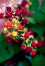 Rubus idaeus. 