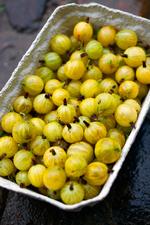 Ribes uva crispa. 