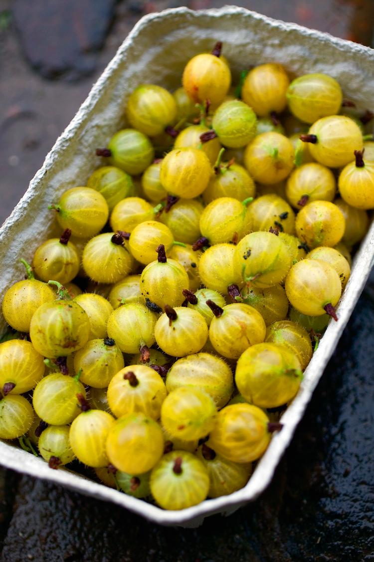 Ribes uva crispa. 