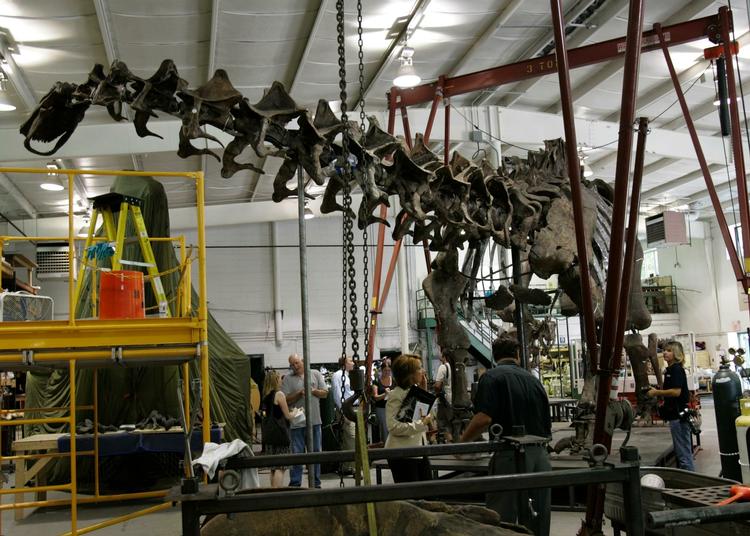 På Carnegie Museum of Natural History har kæmpedinosaurerne også hovedet i vandret stilling. Det er forkert, mener engelske forskere. Arkivfoto. 