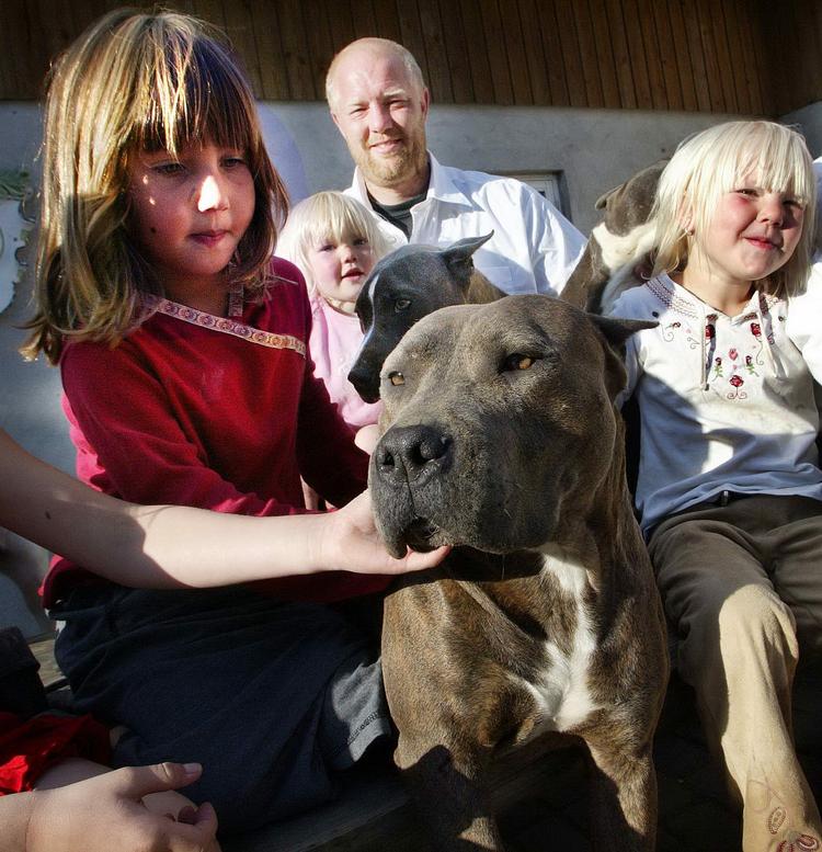 En hund som denne Amstaff skambed i dag en mand og hans hund. Arkivfoto. 