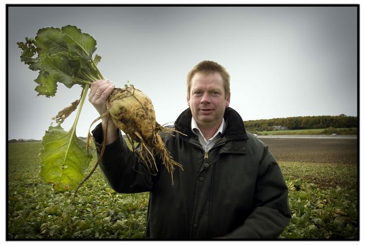 En dansk sukkerroe, som ikke er gensplejset. Men ude i verden er ni ud af ti roer gmo. 